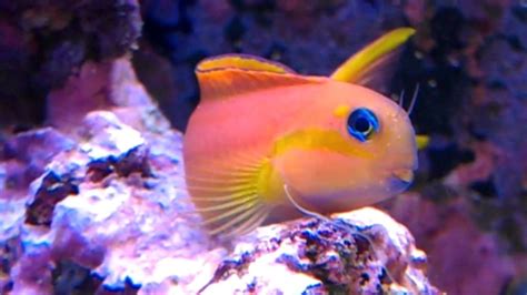 saltwater fish store|Midas blenny for sale golden midas blenny fish for sale online store.